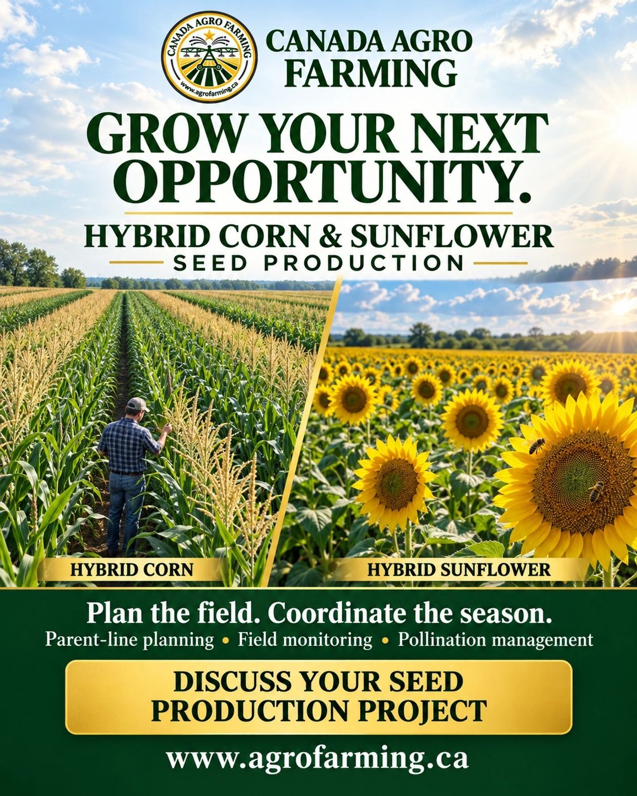 Illustration of corn and sunflower seed-production fields.